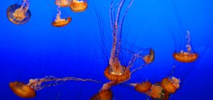 Jellyfish upside down
