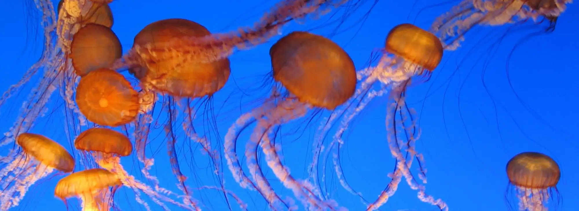 banner image of jelly fish
