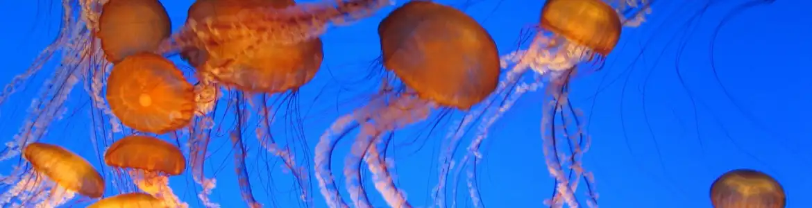 banner image of jelly fish